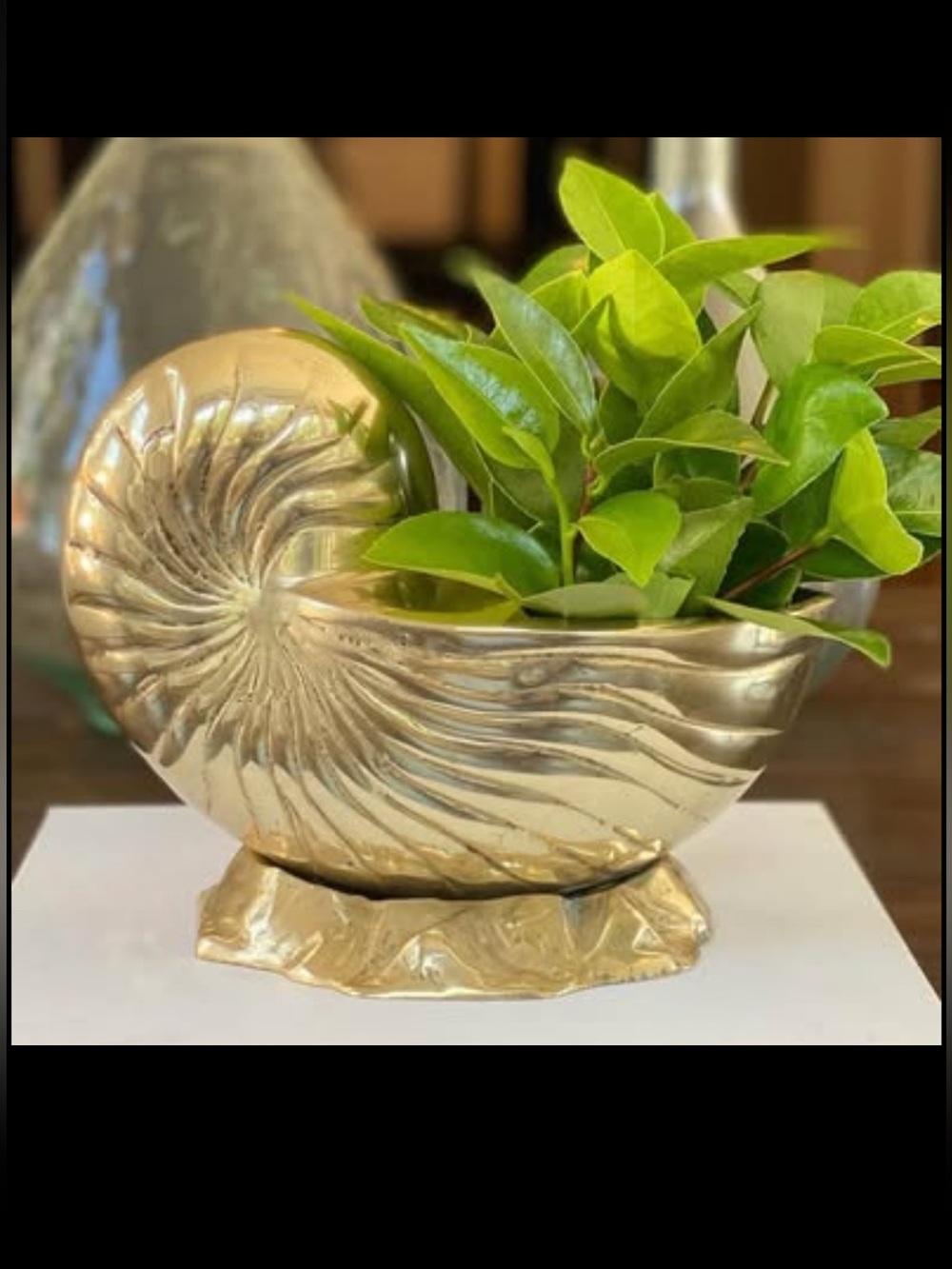 📌 Rare  Heavy Vintage Brass Nautilus Shell
